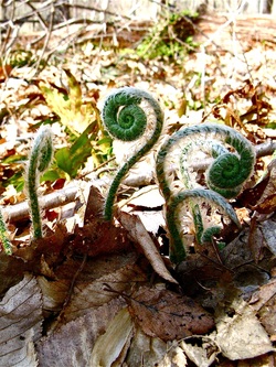 Fiddle head ferns